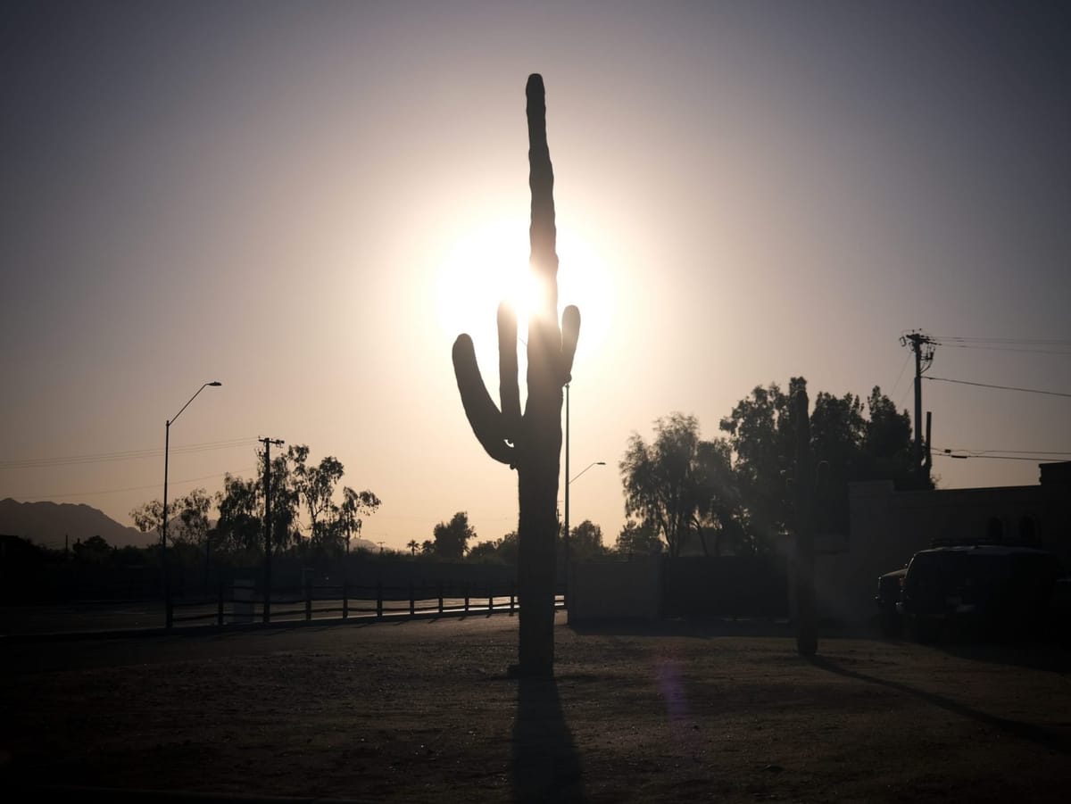 Phoenix Is Impossible, but Its Cacti Are Platonic
